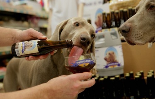 cerveza para perros
